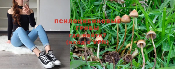 прущие грибы Вязьма